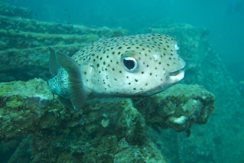 箱型河豚 箱型河豚