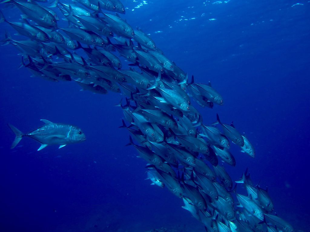 大傑克.jpg 大傑克.jpg