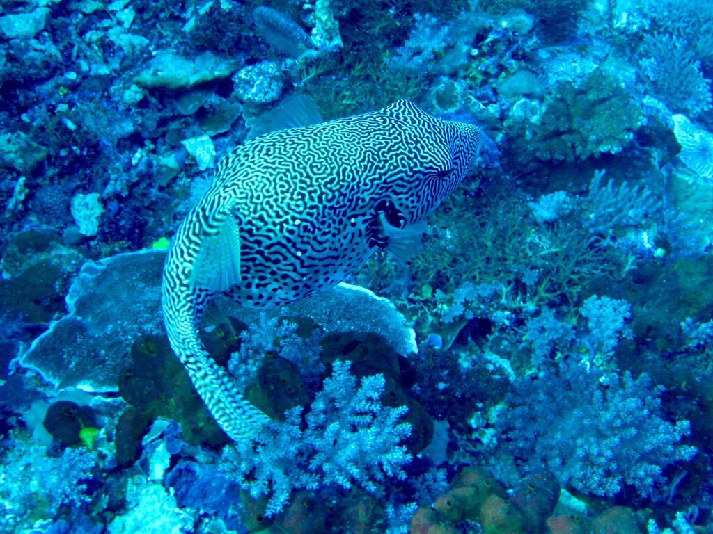 可愛的河豚.jpg 可愛的河豚.jpg