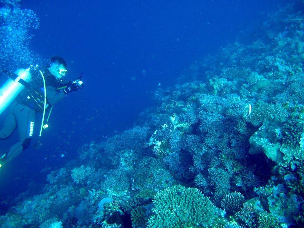 拍個海龜.jpg 拍個海龜.jpg