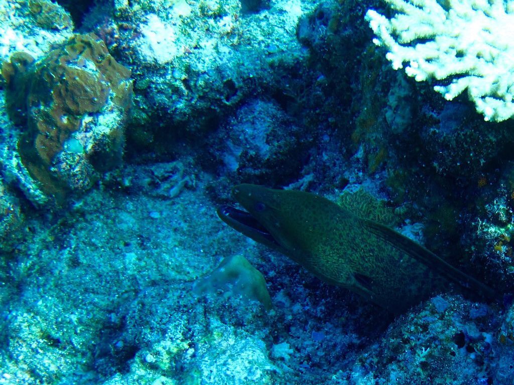 海鰻.jpg