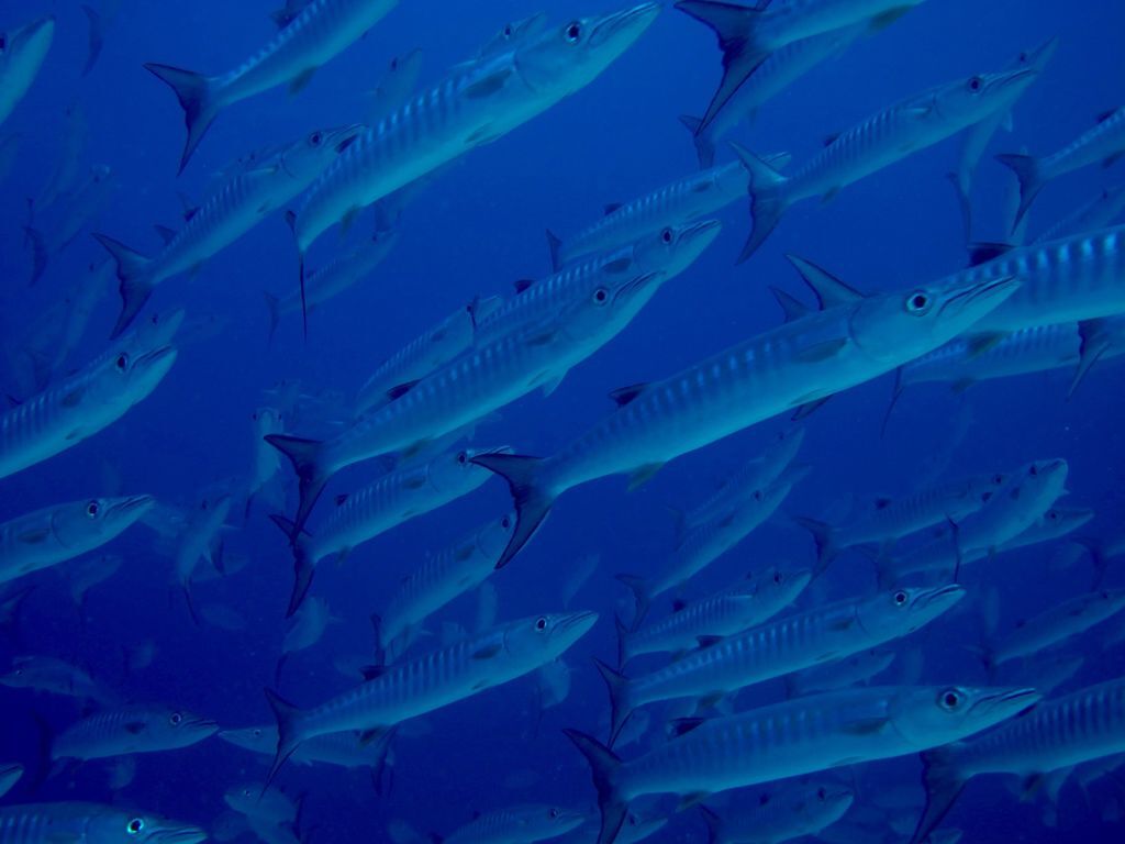 梭魚2.jpg 梭魚2.jpg