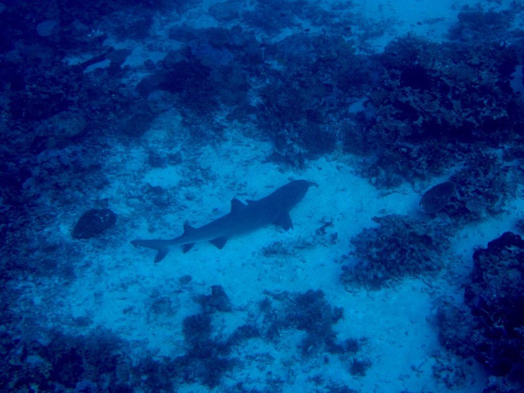 睡覺的礁鯊.jpg 睡覺的礁鯊.jpg