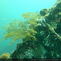 沈船邊上的黃色珊瑚
