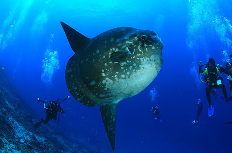 MOLA MOLA