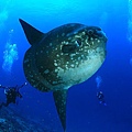 MOLA MOLA