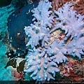魔法珊瑚