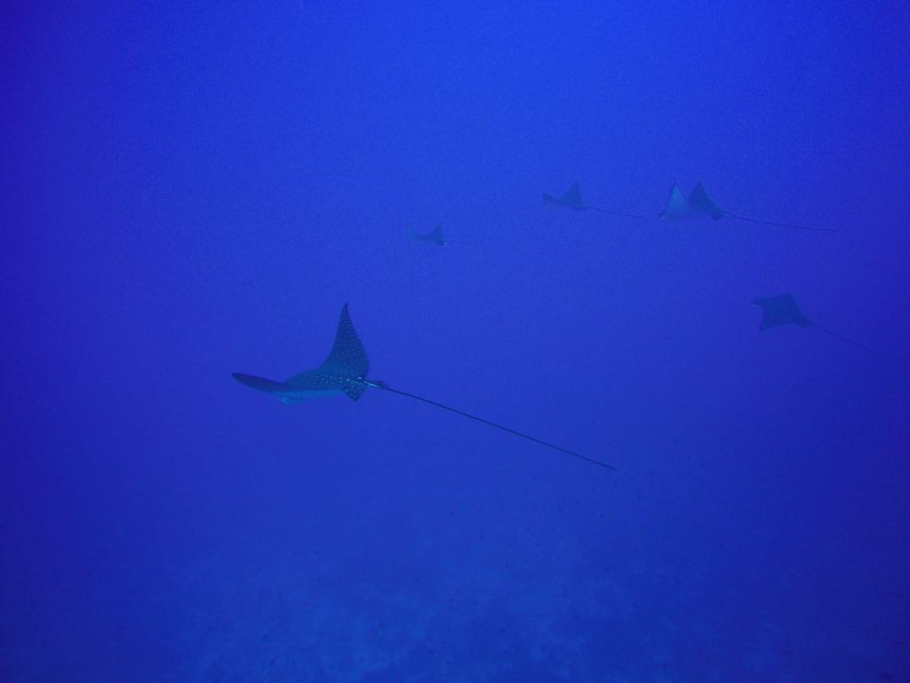 Eagle Ray