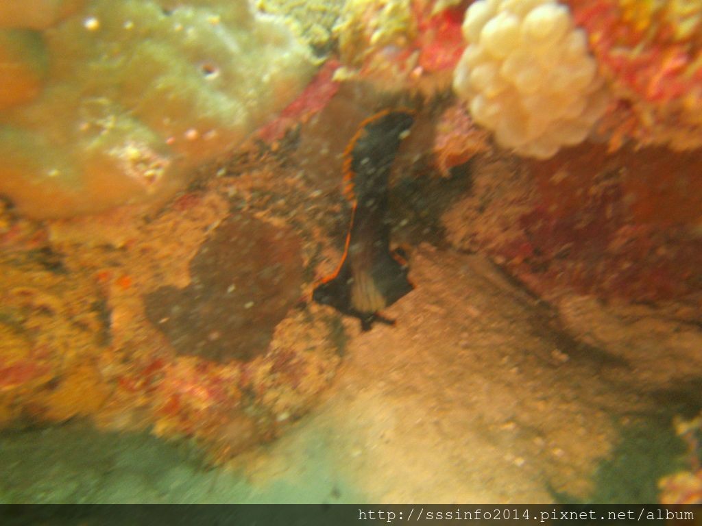 PICT0079.jpg PICT0079.jpg