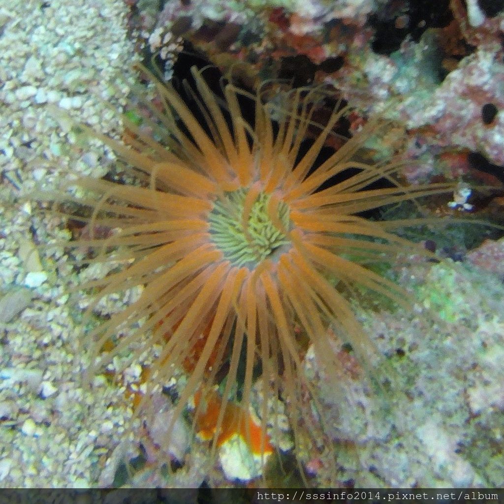 G0176740.jpg G0176740.jpg