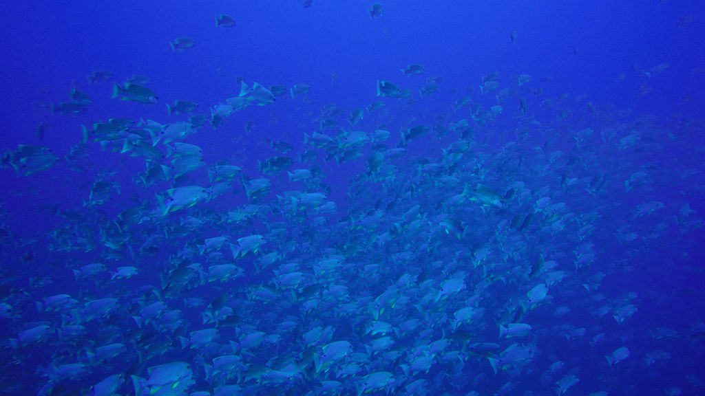 G0849973.jpg G0849973.jpg