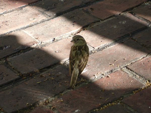 DSC01394.JPG