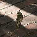 DSC01394.JPG