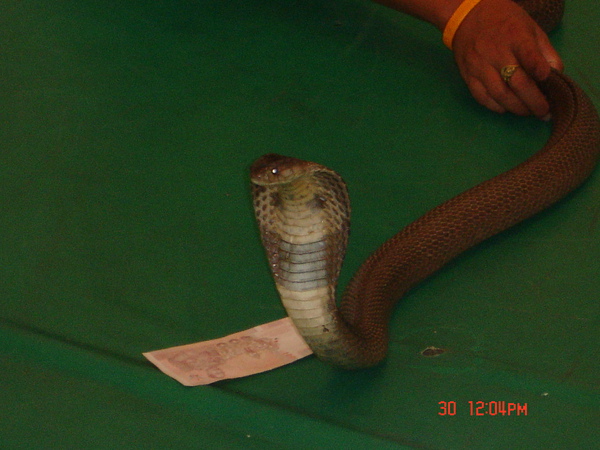 DSC01711.JPG