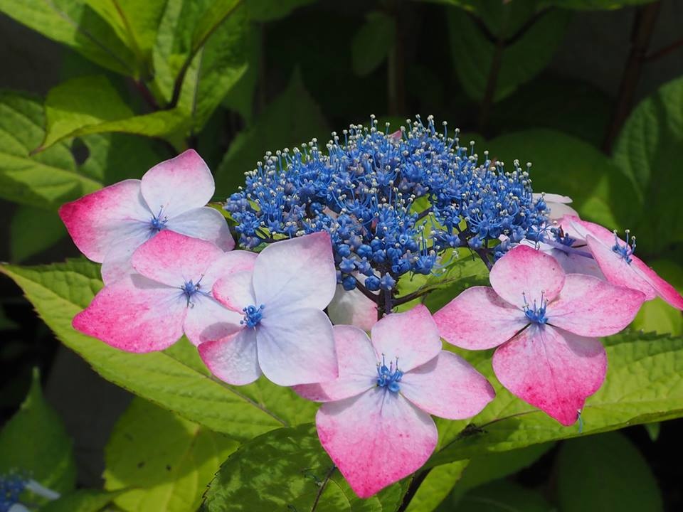 15 6月 花半島伊豆下田紫陽花祭 Ssupermamatwhttp Ssupermamatw Pixnet Net Blog的部落格 超級阿嬤的世界遊 痞客邦 15 6月 花半島伊豆下田紫陽花祭 Ssupermamatwhttp Ssupermamatw Pixnet Net Blog的部落格 超級阿嬤的世界遊 痞客邦