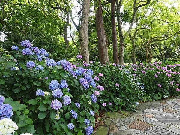 15 6月 花半島伊豆下田紫陽花祭 Ssupermamatwhttp Ssupermamatw Pixnet Net Blog的部落格 超級阿嬤的世界遊 痞客邦 15 6月 花半島伊豆下田紫陽花祭 Ssupermamatwhttp Ssupermamatw Pixnet Net Blog的部落格 超級阿嬤的世界遊 痞客邦