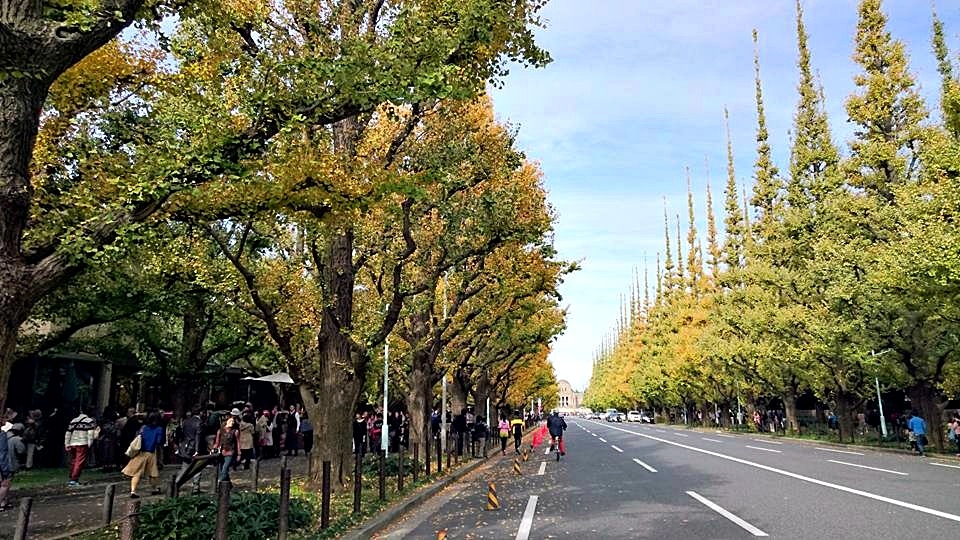 107_11_20-27_秋季東京之旅(明治神宮外苑銀杏大道