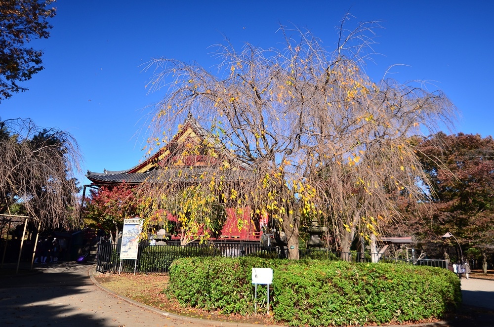 15 11 18 27 日本入秋自由行 上野恩賜公園 Ssupermamatwhttp Ssupermamatw Pixnet Net Blog的部落格 超級阿嬤的世界遊 痞客邦 15 11 18 27 日本入秋自由行 上野恩賜公園 Ssupermamatwhttp Ssupermamatw Pixnet Net Blog的部落格 超級阿嬤的世界遊 痞客邦
