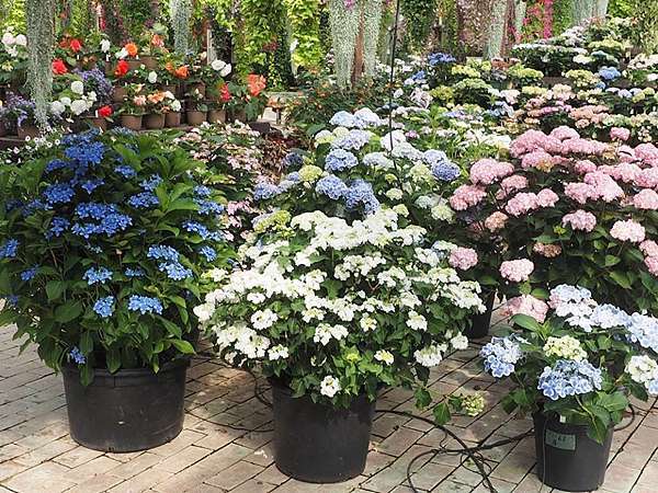 17 6 12 静岡県掛川市加茂荘花鳥園 Ssupermamatwhttp Ssupermamatw Pixnet Net Blog的部落格 超級阿嬤的世界遊 痞客邦