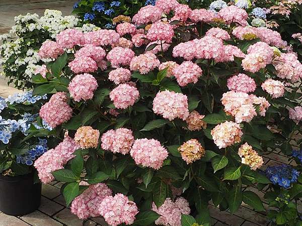 17 6 12 静岡県掛川市加茂荘花鳥園 Ssupermamatwhttp Ssupermamatw Pixnet Net Blog的部落格 超級阿嬤的世界遊 痞客邦