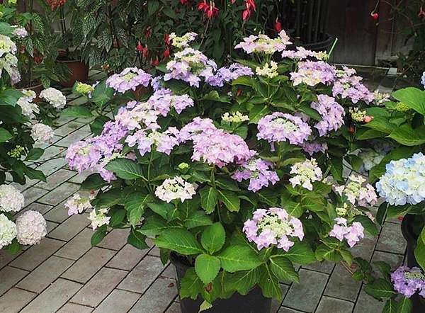 17 6 12 静岡県掛川市加茂荘花鳥園 Ssupermamatwhttp Ssupermamatw Pixnet Net Blog的部落格 超級阿嬤的世界遊 痞客邦