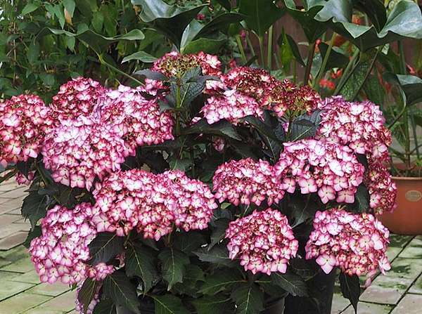 17 6 12 静岡県掛川市加茂荘花鳥園 Ssupermamatwhttp Ssupermamatw Pixnet Net Blog的部落格 超級阿嬤的世界遊 痞客邦