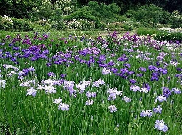 17 6 12 静岡県掛川市加茂荘花鳥園 Ssupermamatwhttp Ssupermamatw Pixnet Net Blog的部落格 超級阿嬤的世界遊 痞客邦