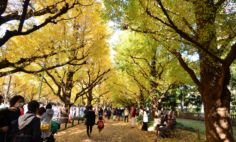 107_11_20-27_秋季東京之旅(明治神宮外苑銀杏大道