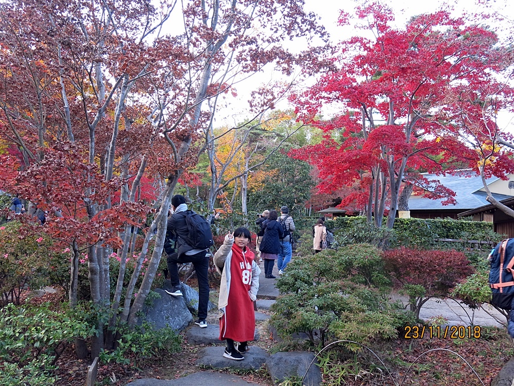 107_11_20-27_秋季東京之旅(昭和紀念公園日本庭園