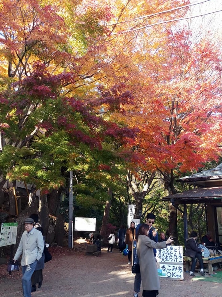 107_11_20-27_秋季東京之旅(伊勢原市 大山寺の紅