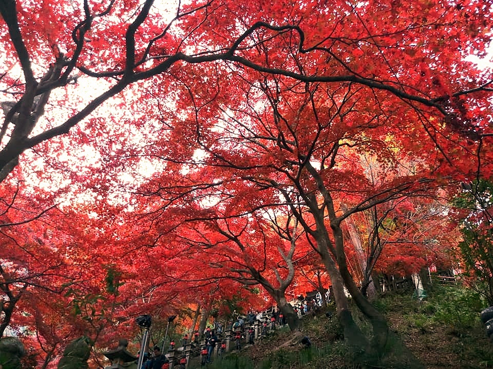 107_11_20-27_秋季東京之旅(伊勢原市 大山寺の紅