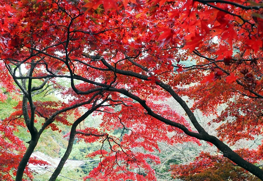 107_11_20-27_秋季東京之旅(伊勢原市 大山寺の紅