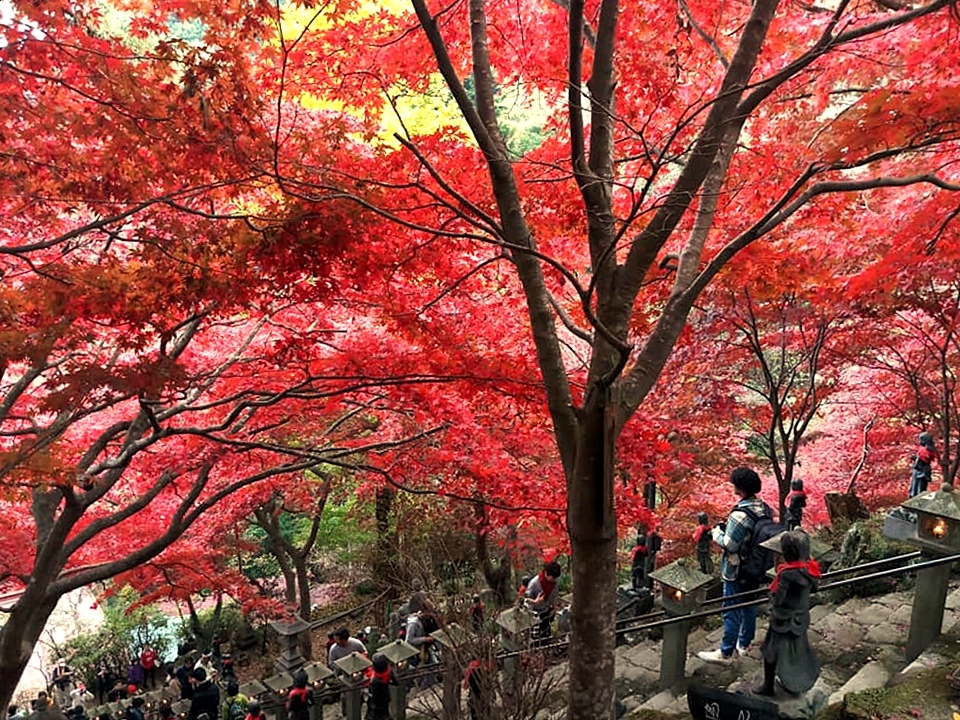 107_11_20-27_秋季東京之旅(伊勢原市 大山寺の紅