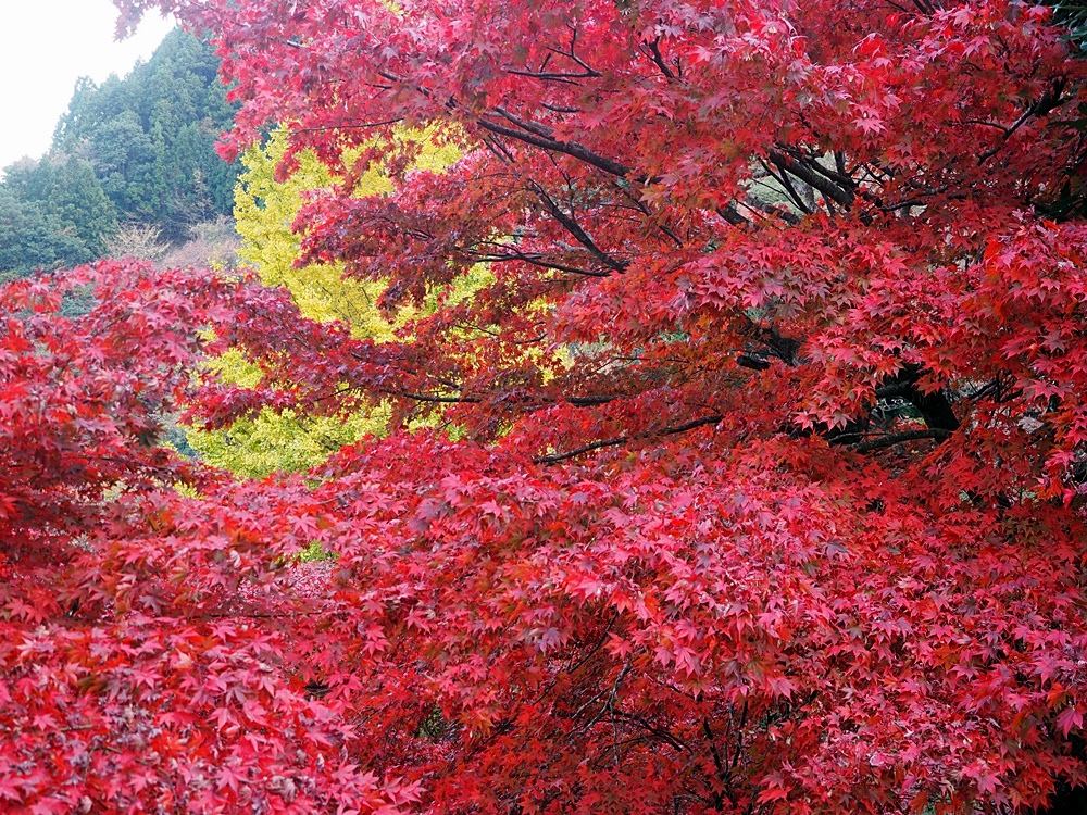 107_11_20-27_秋季東京之旅(伊勢原市 大山寺の紅