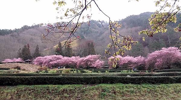 111_2_10-11_武陵賞櫻二日遊