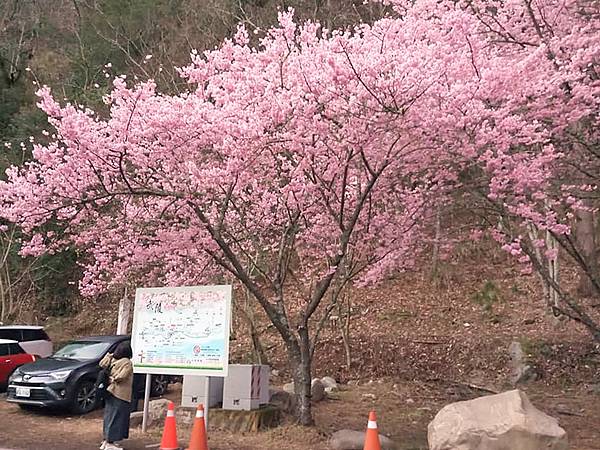 111_2_10-11_武陵賞櫻二日遊