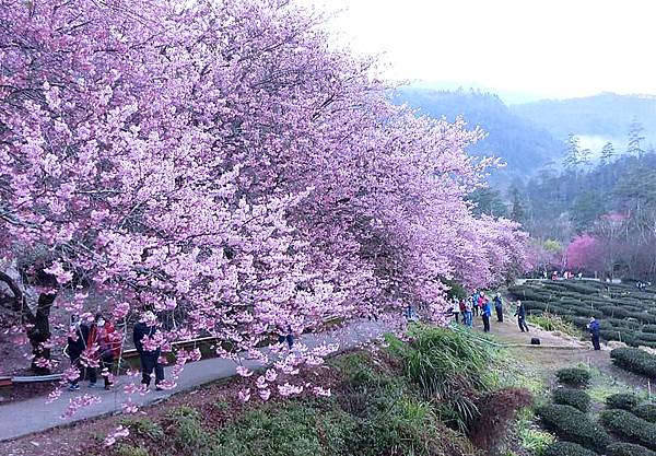 111_2_10-11_武陵賞櫻二日遊