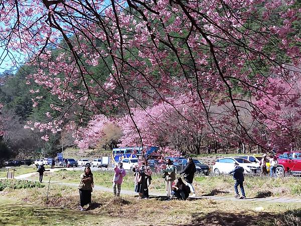 111_2_10-11_武陵賞櫻二日遊