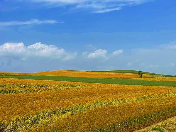 2023_7_8_北海道避暑7日遊_美瑛上富良野菅野農場(か