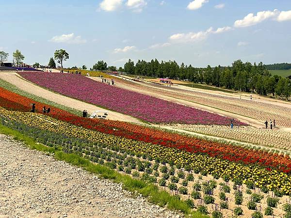 2023_7_8_北海道避暑7日遊_美瑛「四季彩の丘」