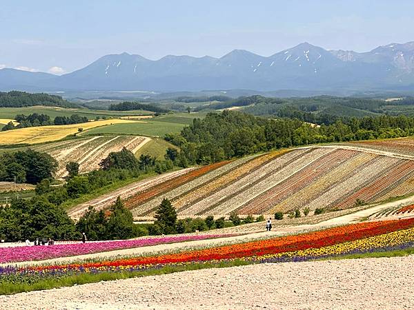 2023_7_8_北海道避暑7日遊_美瑛「四季彩の丘」