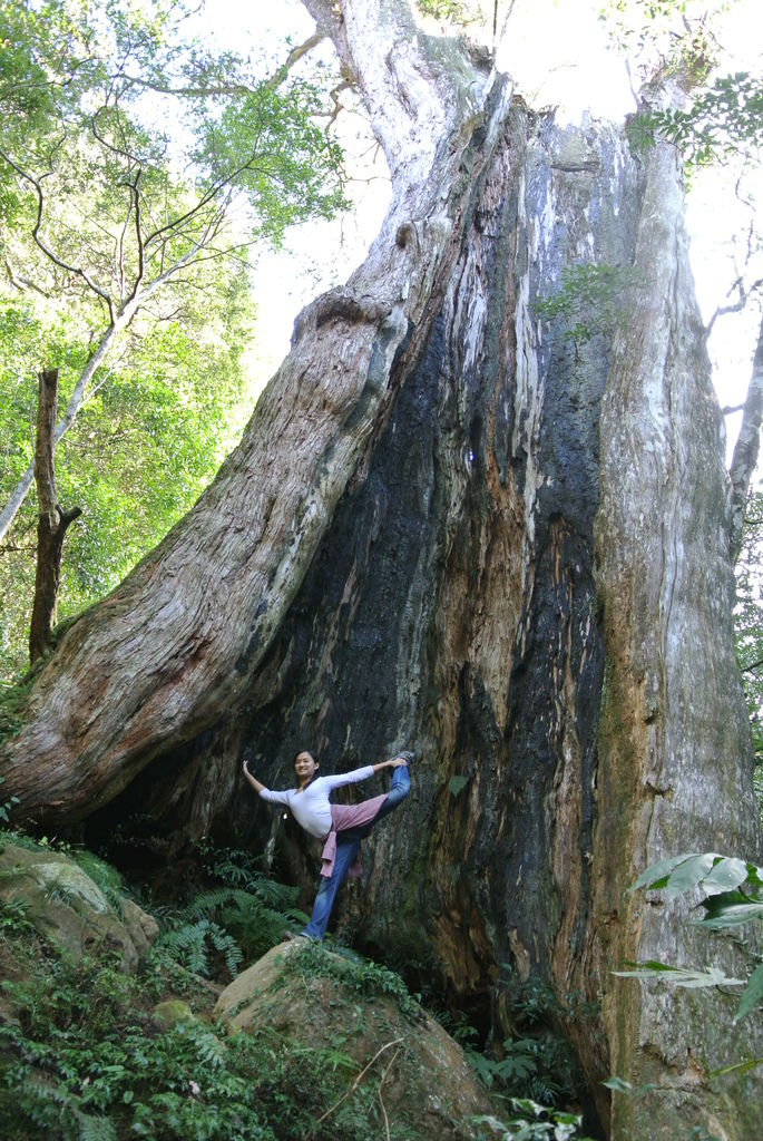 北得拉曼巨木