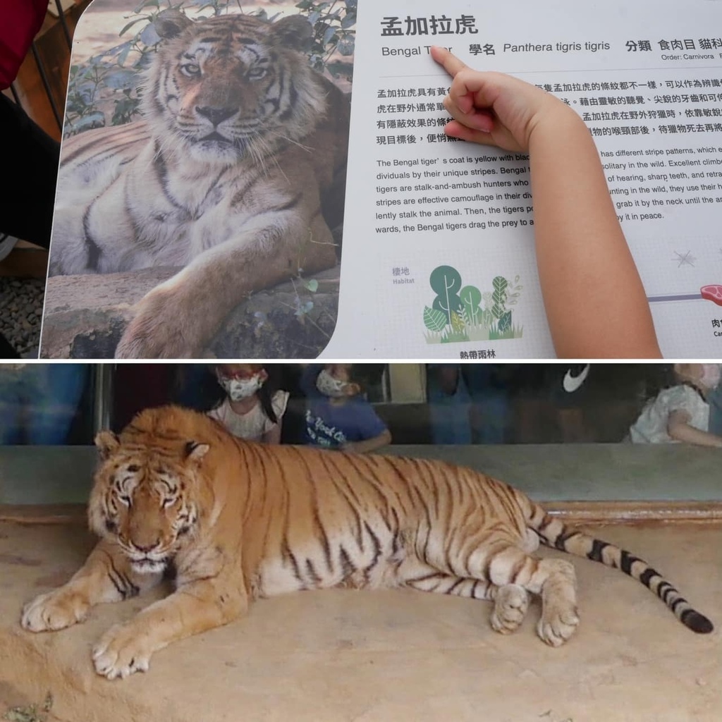 梁太的婚顧生活_新竹動物園_孟加拉虎.jpg