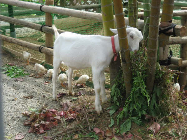 植物園