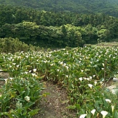 海芋田