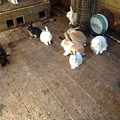 楊梅東森渡假飯店 (32).jpg