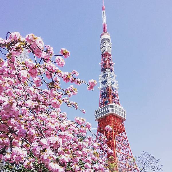2017.04 東京河口湖兩天一夜、賞櫻賞湖賞富士