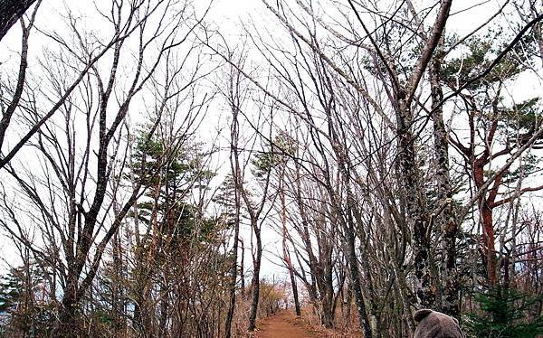 2017.04 東京河口湖兩天一夜、賞櫻賞湖賞富士