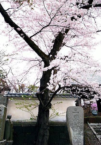 2017.04 東京河口湖兩天一夜、賞櫻賞湖賞富士