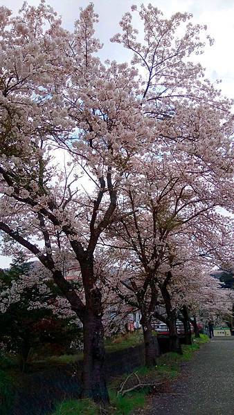2017.04 東京河口湖兩天一夜、賞櫻賞湖賞富士